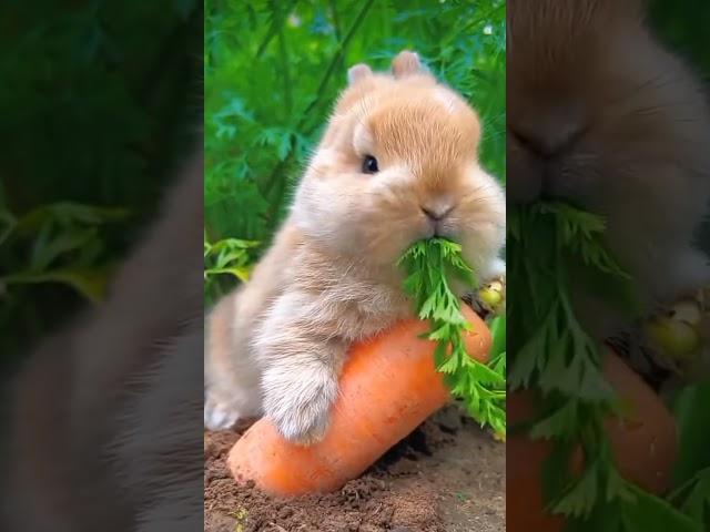 Cute Bunny eating carrot ||Please subscribe