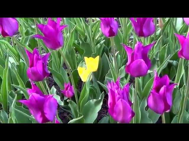 Музыка весенних цветов. Music of spring flowers