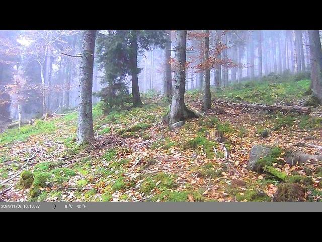Massive Carpathian Bear in the wild forests of Transylvania