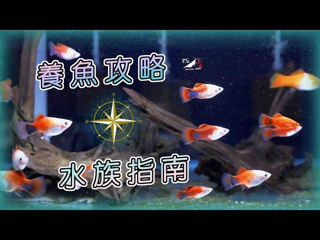 新手必看!入門養魚大哉問!養水?換水?光照?水溫? 水族教學｜我只是個養蝦的