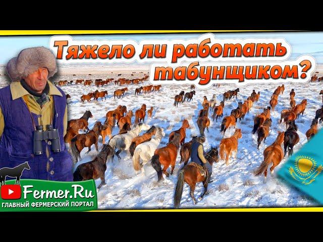 Как получить первоклассный табун? Что важно знать? Бизнес в коневодстве. Казахские лошади зимой