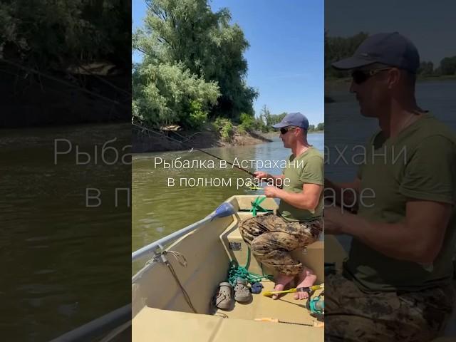 Рыбалка в Астрахани в полном разгаре #рыбалка #car #fishing #carping #природа #путешествия #улов