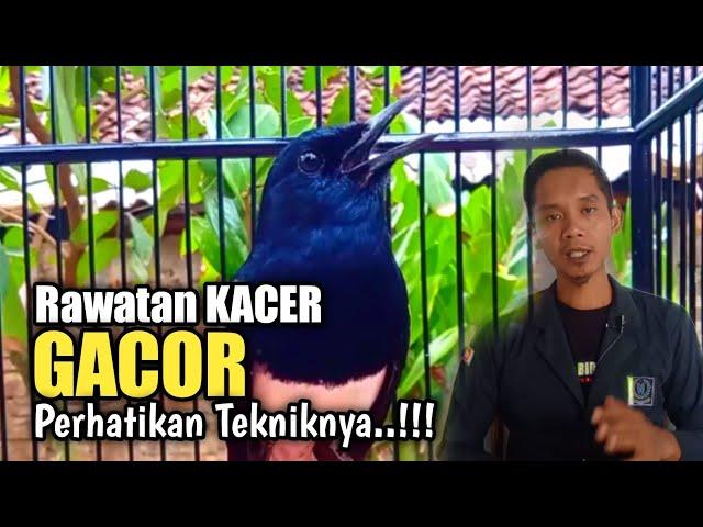 Trik Rawatan harian KACER agar GACOR dan setabil