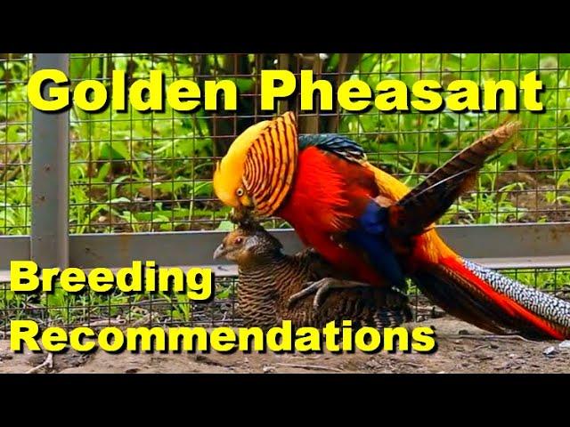 Golden Pheasant / Breeding Recommendations / Incubation / Raising Chickens / Chicken Brooder