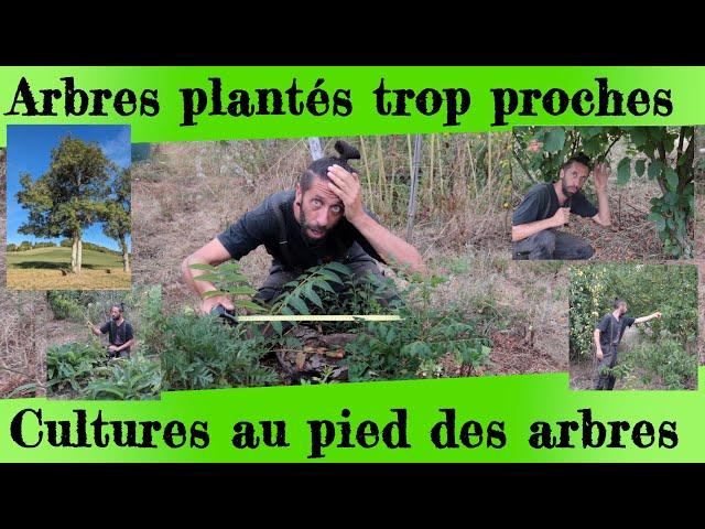 Arbres plantés trop proches  et   Cultures au pied des arbres. Je vous explique tout !