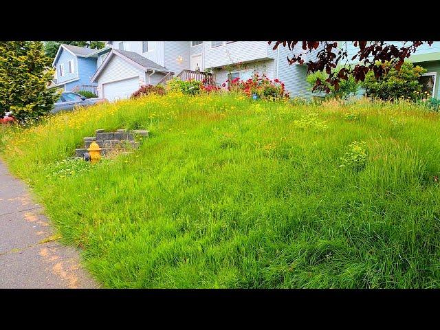 Couple was PHYSICALLY unable to MOW their yard... OVERGROWN Lawn Transformation! #satisfying