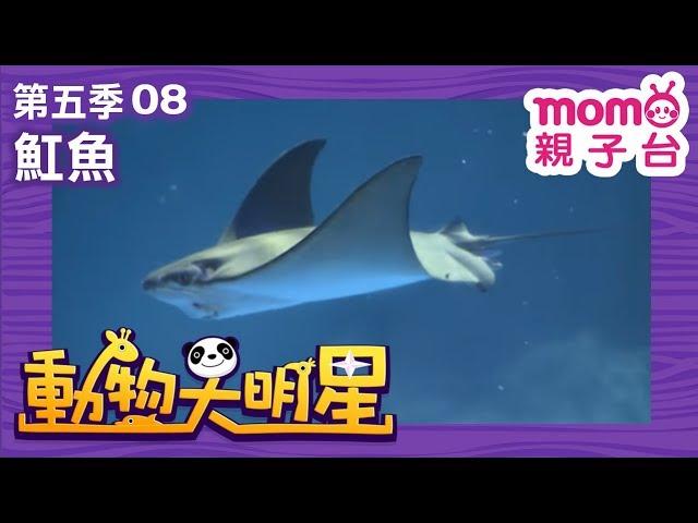 動物大明星 S5【魟魚】第5季 第08集｜認識動物｜自然生態｜魚類｜爬蟲類｜昆蟲｜海洋生物｜哺乳類｜Animal big star｜兒童電視節目【親子台｜官方HD完整版】momokids