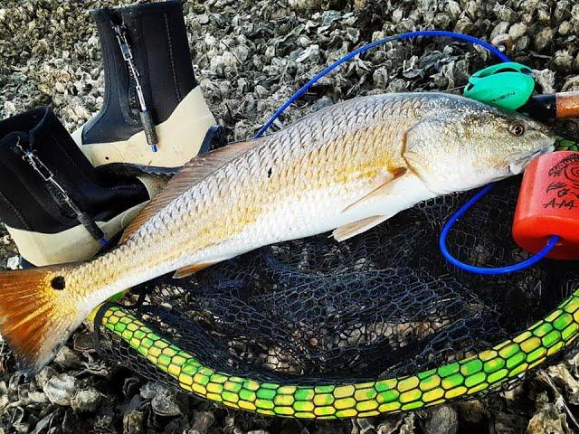 STUD REDFISH ALMOST SPOOLED ME -TEXAS SOUTHERN LIFESTYLE-CORPUS FISHING -FISHBANDITSQUAD-