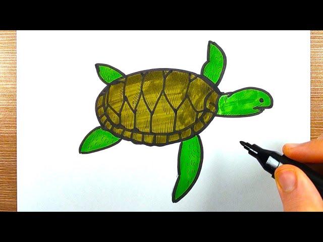 Apprendre comment dessiner une tortue de mer étape par étape