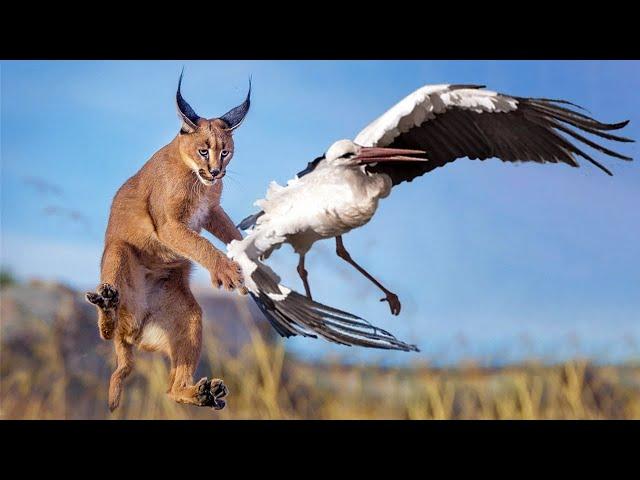 CARACAL ─ A High-Jumping Bird Hunter King of The Flop! Caracal vs Jackals and birds