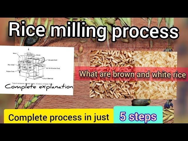 Rice milling. Machinery used in rice milling. Brown rice and white rice. Paddy separation process.