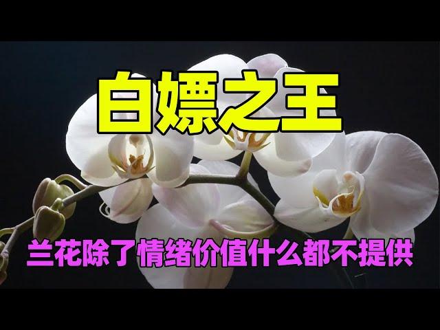 【兰花】唯一能反寄生真菌的白嫖之王!昆虫传粉还得倒贴的美丽陷阱