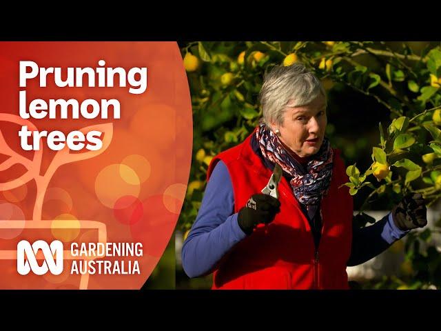 Tips for pruning your lemon trees | Gardening Australia