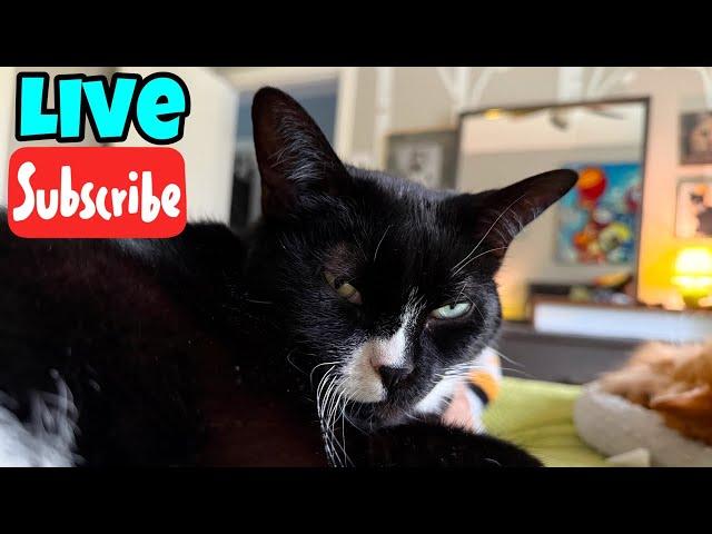 TGIF - Friday Fluff - Live Stream