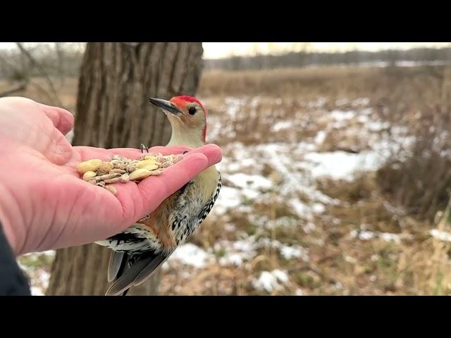 Hand-feeding Birds in Slow Mo - Downy Woodpecker, Red-bellied Woodpecker, and more!