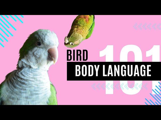 Bird Body Language 101 | Topics