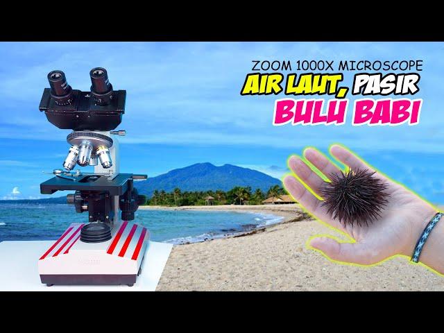 ZOOM 1000X: AIR LAUT, PASIR PANTAI & BULU BABI DI MIKROSKOP