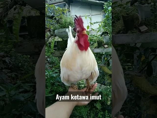 Ayam ketawa mini imut menggemaskan 