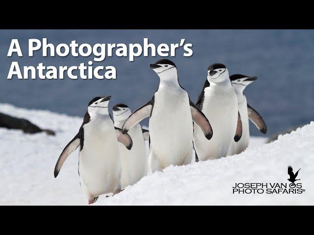 A Photographer's Antarctica - A 10 day photography trip to Antarctica during prime January dates