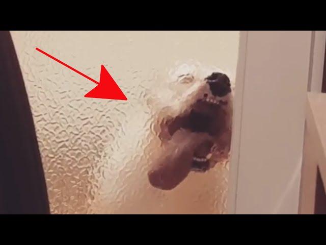 Try Not To Laugh Watching Funny Animal Fails Compilation 2020