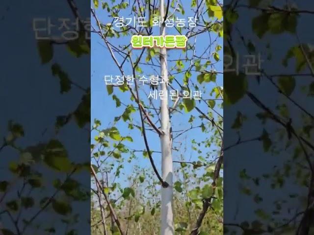 [경기 화성] 잭큐몬티 자작나무 4년생 / 고급 조경수  수령 방법: 직접 방문 또는 화물택배 배송 (협의)  #자작나무  #잭큐몬티