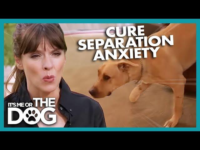 How To Cure A Dog's Separation Anxiety | It's Me Or The Dog