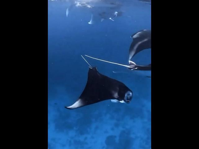 One of my favourite driving spots Manta-rays  #shortvideo #oceanlover #seacreature