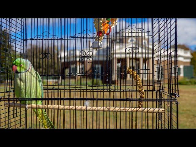 Kiwi the Parakeet's Monticello Adventure