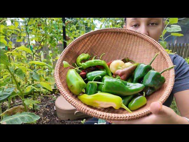 Grow Bag Pepper Harvest And Fertilizing | Gardening Vlog