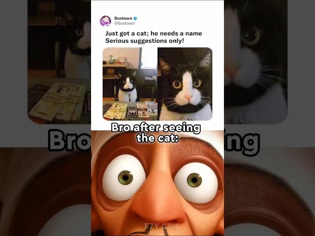 Cat moment 