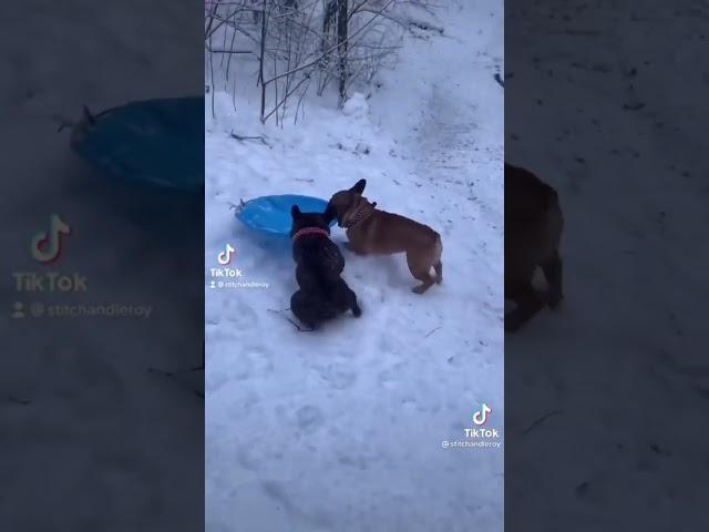 2 French Bulldogs Playing In The Snow - Dogs Play in Snow #shorts