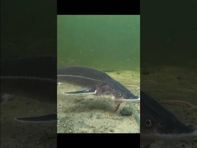 beluga sturgeon  #reels #fishing #reel #fish #shortvideo KANAL PECANJE RIBOLOV #shortsfeed #shorts