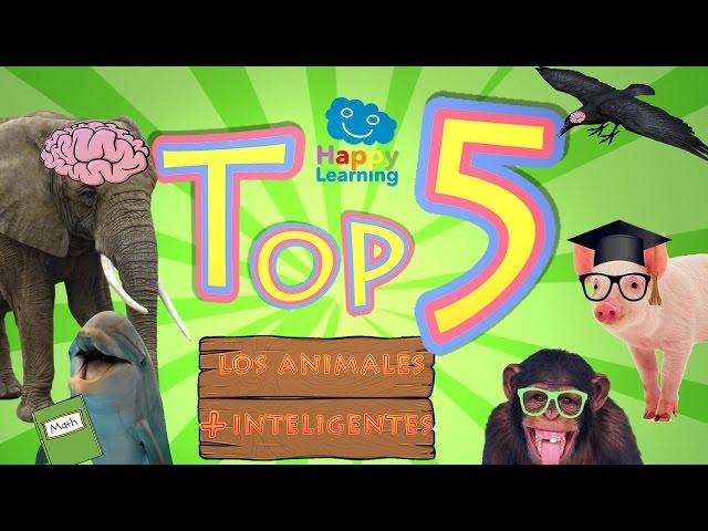 TOP 5.  Los cinco animales más inteligentes