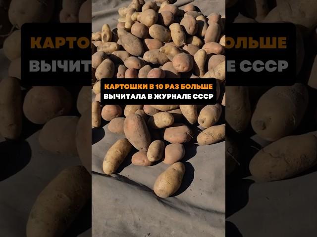 Картошки в 10 раз больше.Вычитала в журнале СССР#дача#сад