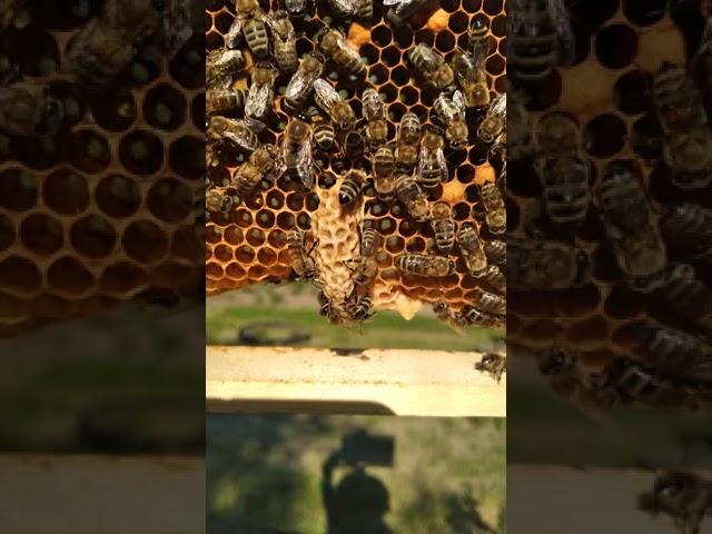 Маточник пчелиной королевы!