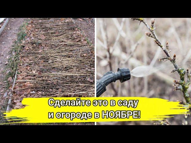 ОСНОВНЫЕ РАБОТЫ в САДУ и ОГОРОДЕ  в НОЯБРЕ! Что обязательно нужно сделать