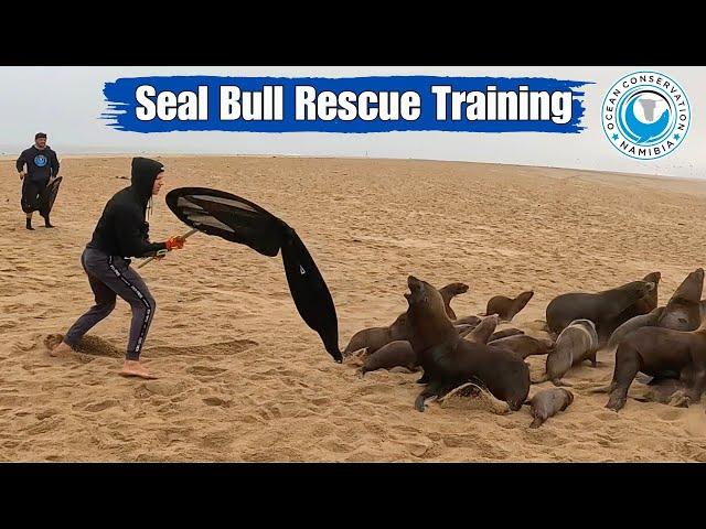 Seal Bull Rescue Training