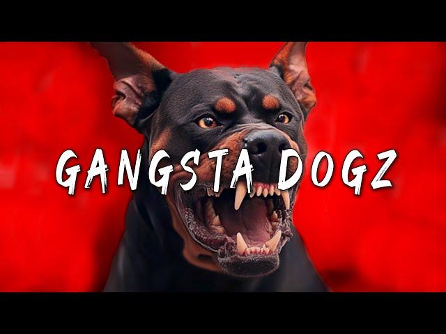 Aggressive Gangsta Freestyle Rap Beat Instrumental ''GANGSTA DOGZ'' Hard Angry 50 Cent DISS Type