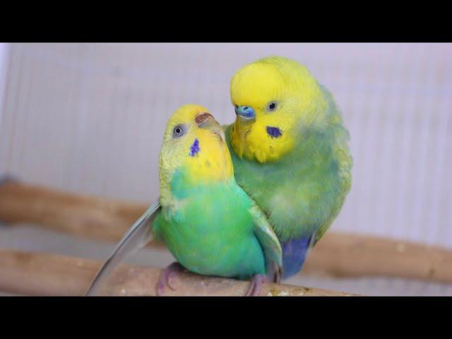 Budgies / parakeets | Mating / Breeding