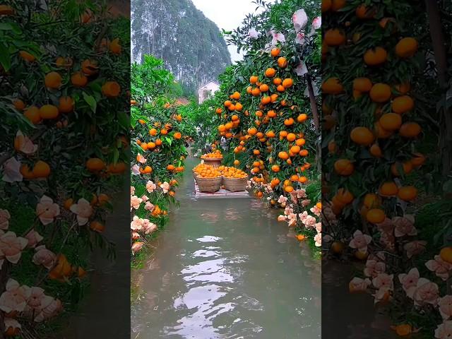 Let's explore beautifull fruit garden #shorts #nature #fruit