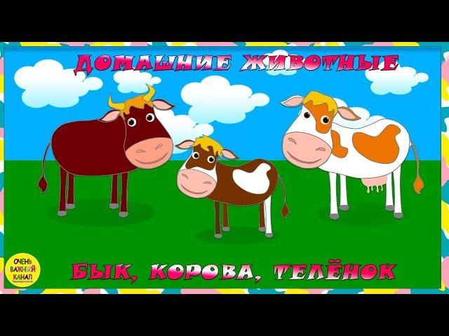Учим животных: бык, корова и теленок! Развивающие мультфильмы о животных