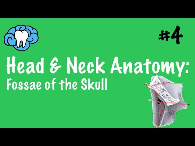 Head & Neck Anatomy | Fossae of the Skull | INBDE