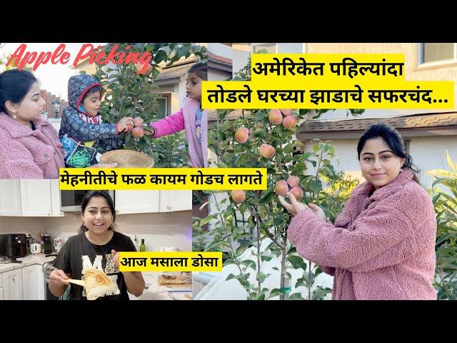 अमेरिकेत पहिल्यांदा तोडले घरच्या झाडाचे सफरचंद | Apple Harvest in America | मराठी vlog