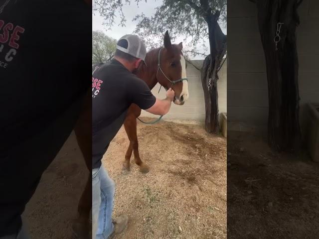 Equine Chiropractic Adjustment  by Sport Horse Chiropractic | Dr. Mike Adney