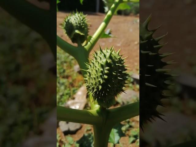 Thorn Apple-Datura stramonium is a poisonous weed that is invasive and do well on cultivated soils.