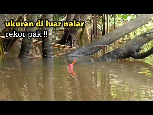 woow !! rekor ikan gurame kutukan terbesar selama mancing di sungai patin