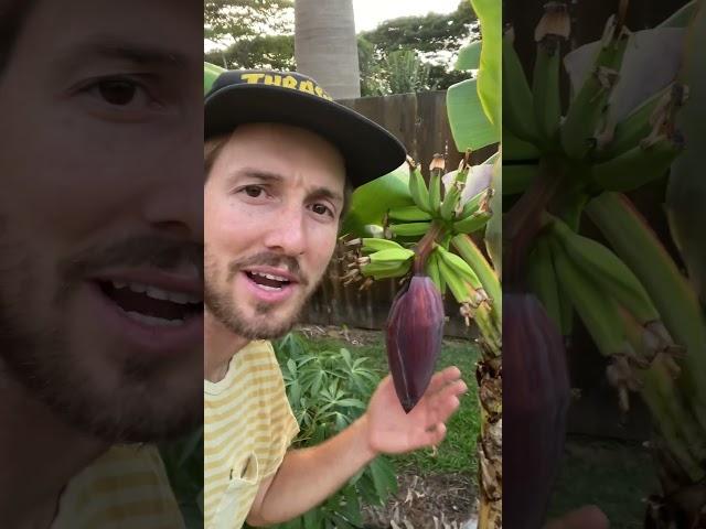 Have you seen a smaller cutie #shorts #gardener #bananas #bananaplant #hawaii #growingfood