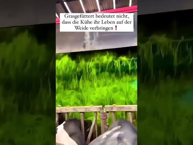 Grasfütterung ist nicht gleich Weidehaltung! 
