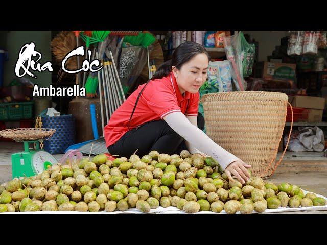 Harvesting AMBARELLA goes to the market sell - harvest tropical fruits | Emma Daily Life