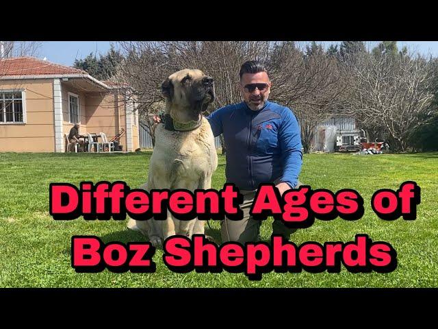 How to  understand who is True BOZ SHEPHERD?